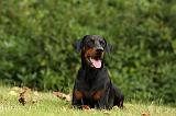 DOBERMANN 1223